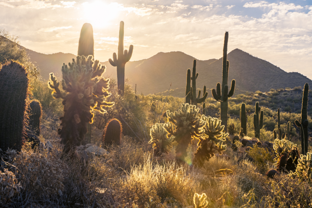The Desert as Medicine: How Arizona's Landscape Supports Recovery