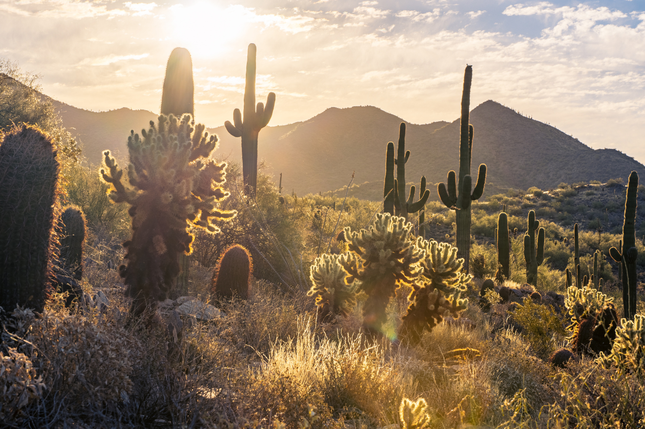The Desert as Medicine: How Arizona's Landscape Supports Recovery